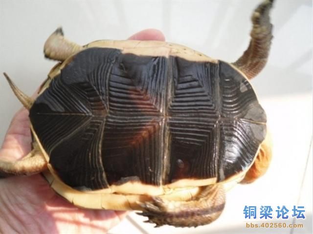 安徽黄缘龟1.jpg