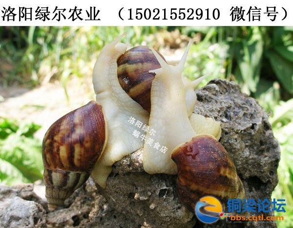 麻辣大蜗牛6.jpg