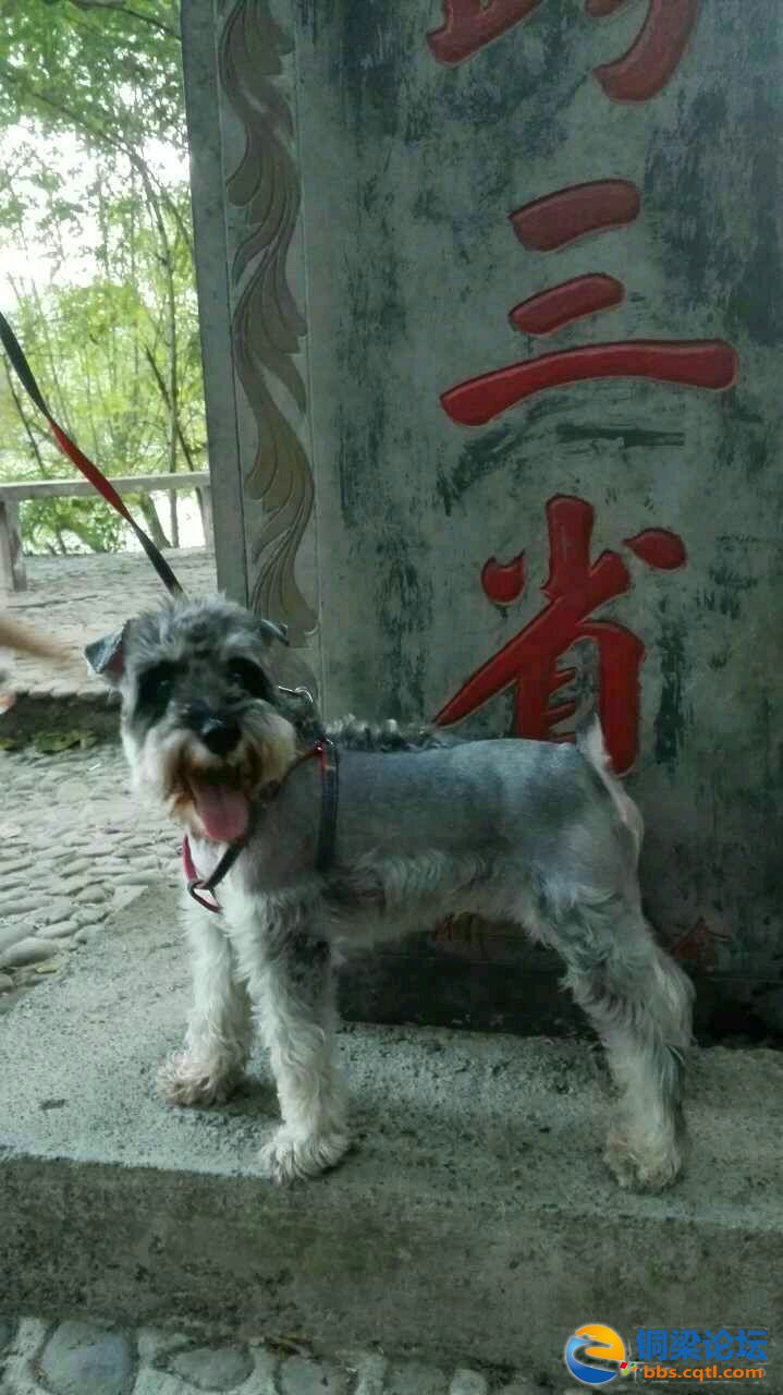 寻爱犬