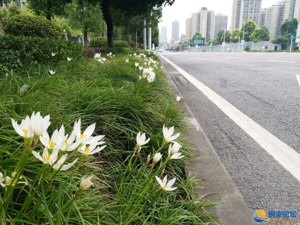 铜梁公路两旁的白水仙开花了，名副其实的鲜花大道