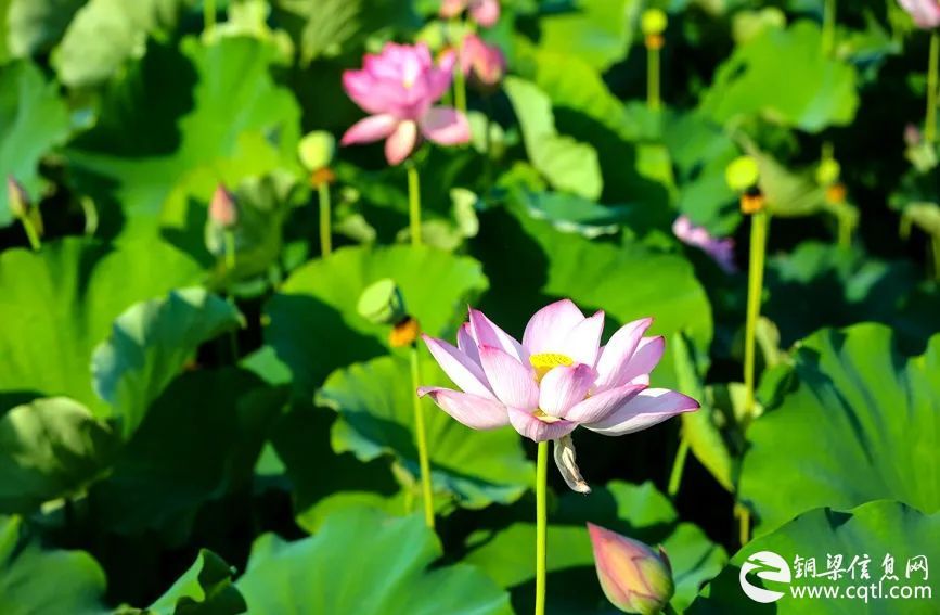 点击收获夏至祝福！