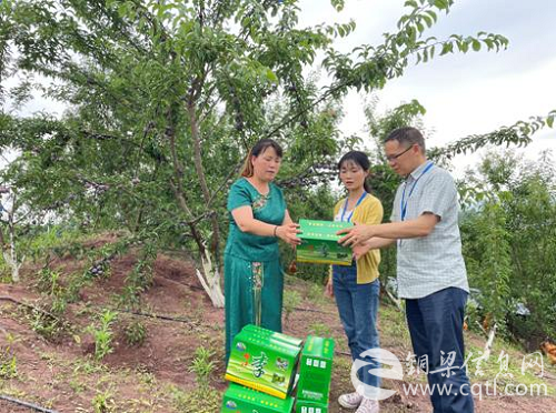 “铜梁桑葚”成功注册国家地理标志证明商标要闻监管