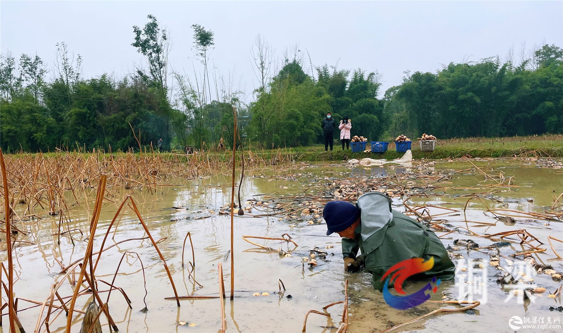 闲置土地来掏“金”  集体村民双增收