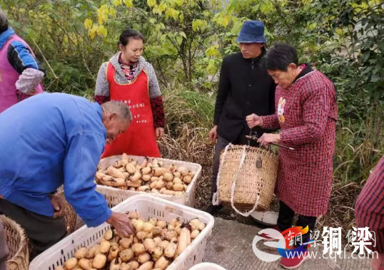 发展精品莲藕 村民“种下”致富希望