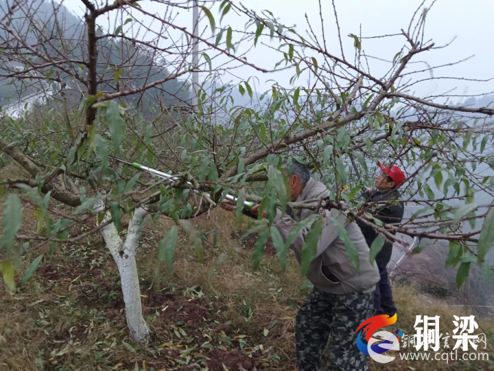 桃树冬季咋修剪 铜梁水口镇树荫村请专家来支招