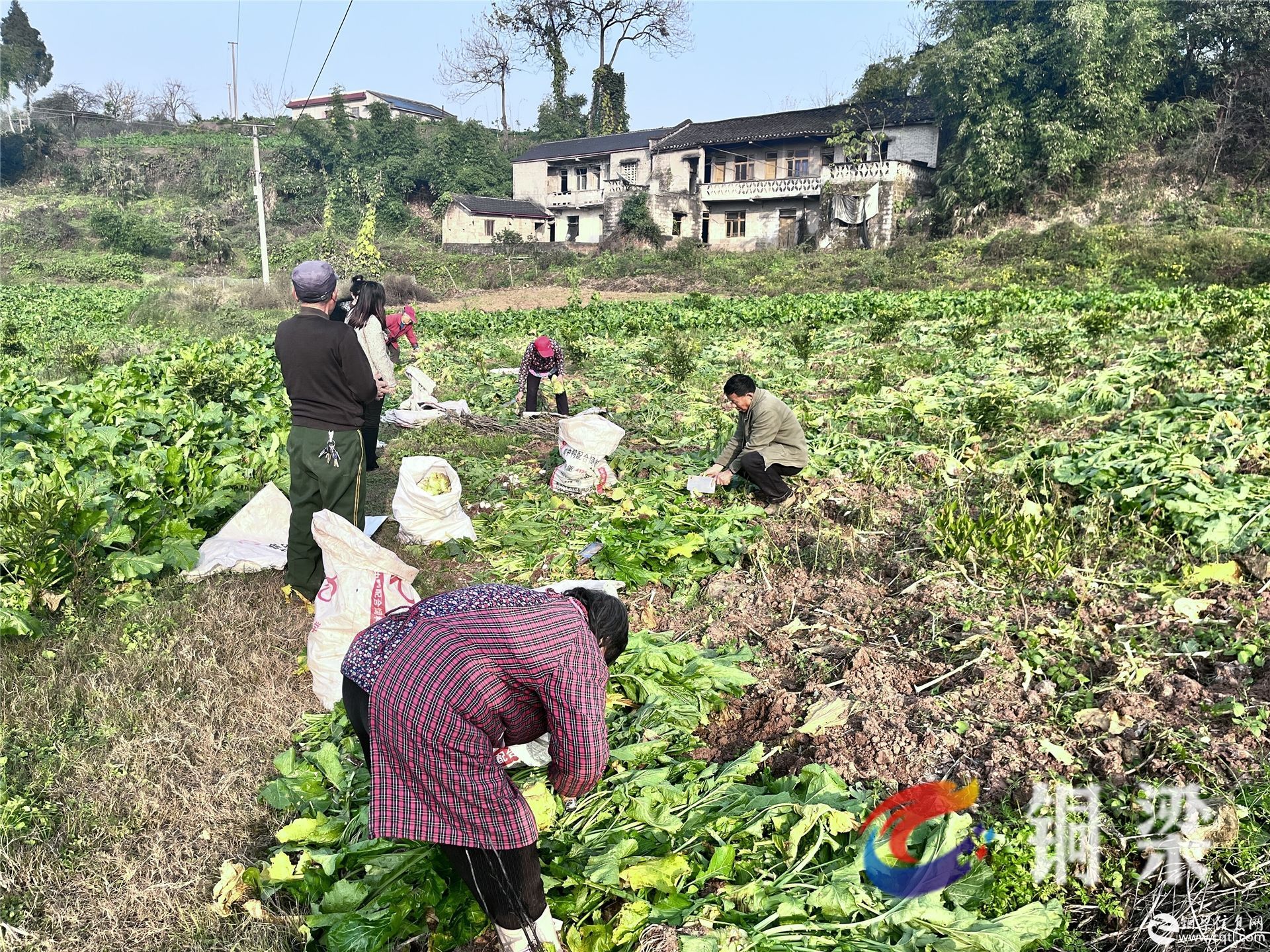 促农增收！小小大头菜成就一道致富“风景”