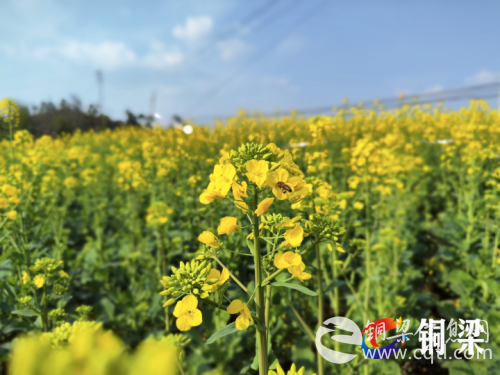 油菜花开春意浓 踏青赏花正当时