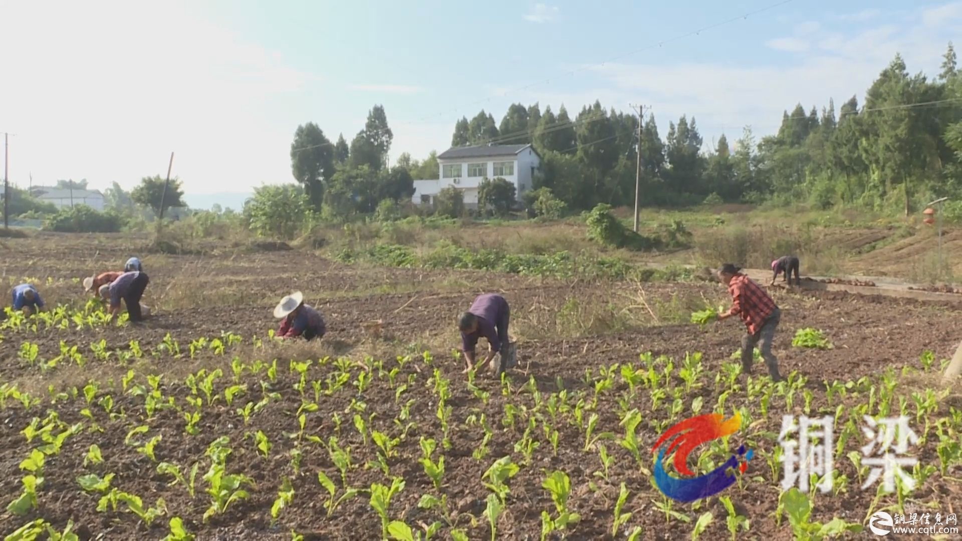 铜梁：人勤地不“闲”  霜降时节种菜忙