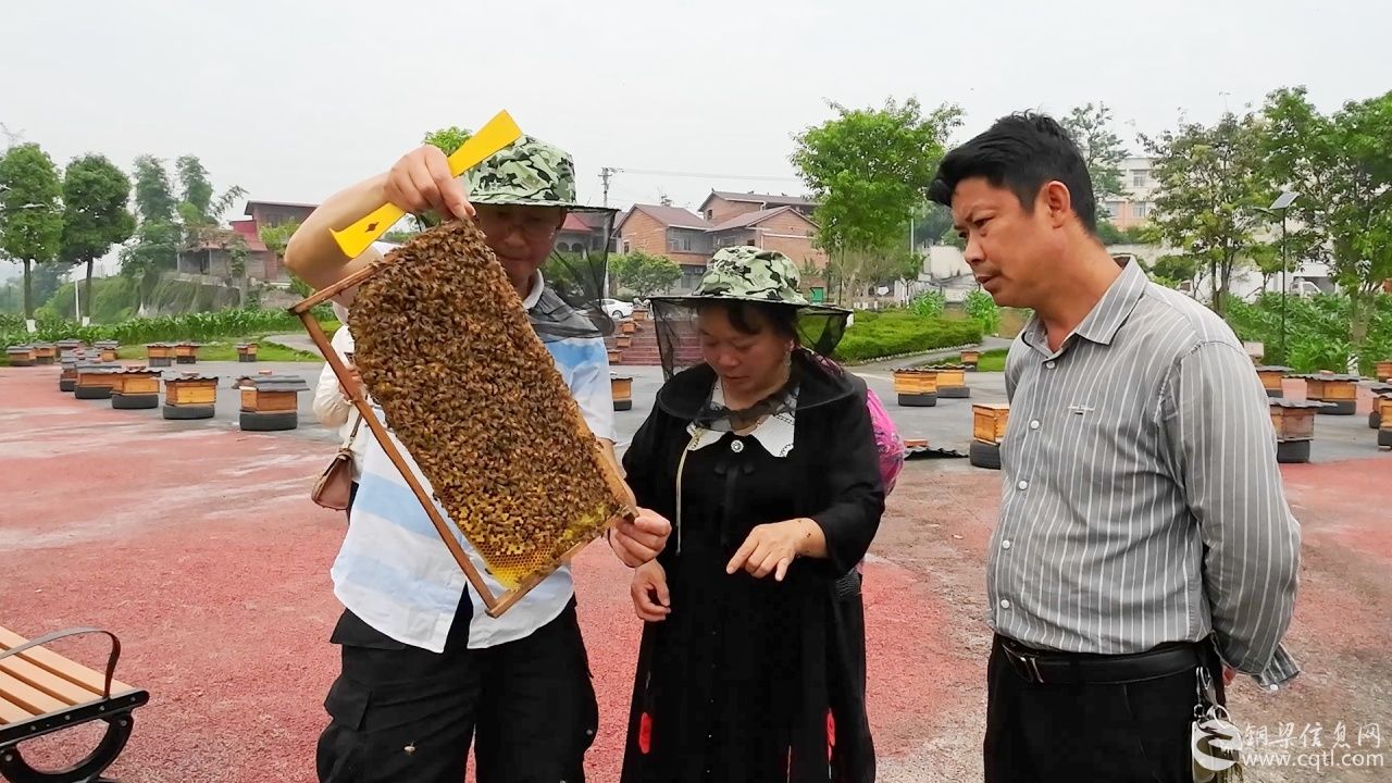 铜梁这个镇，超甜！