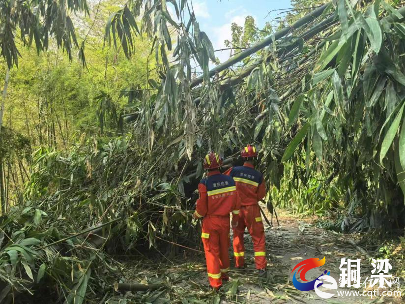 铜梁：大风吹倒竹林 专业应急救援支队紧急清理保畅通