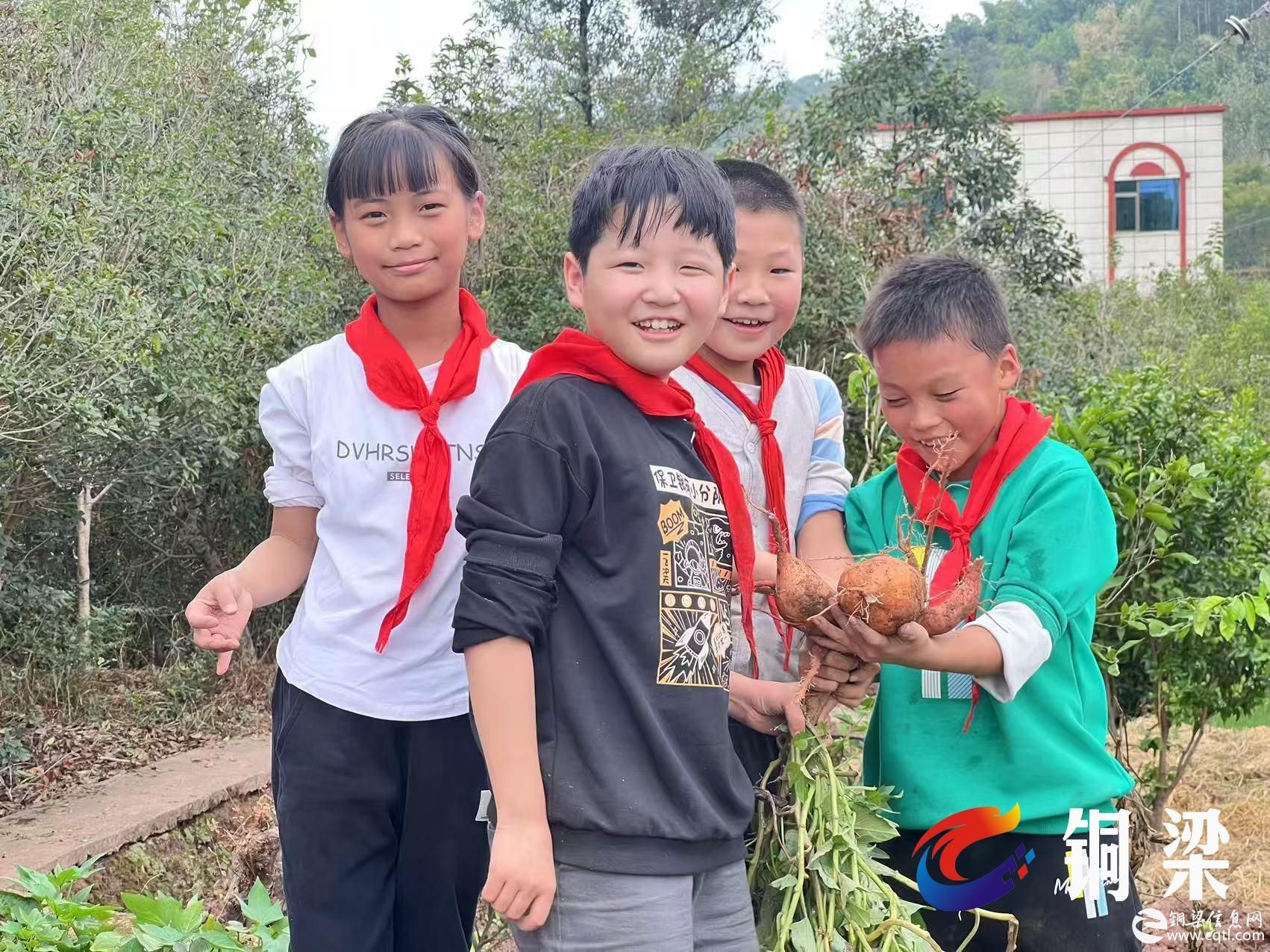 今天去干嘛？挖红薯！铜梁区西河小学开展劳动实践活动