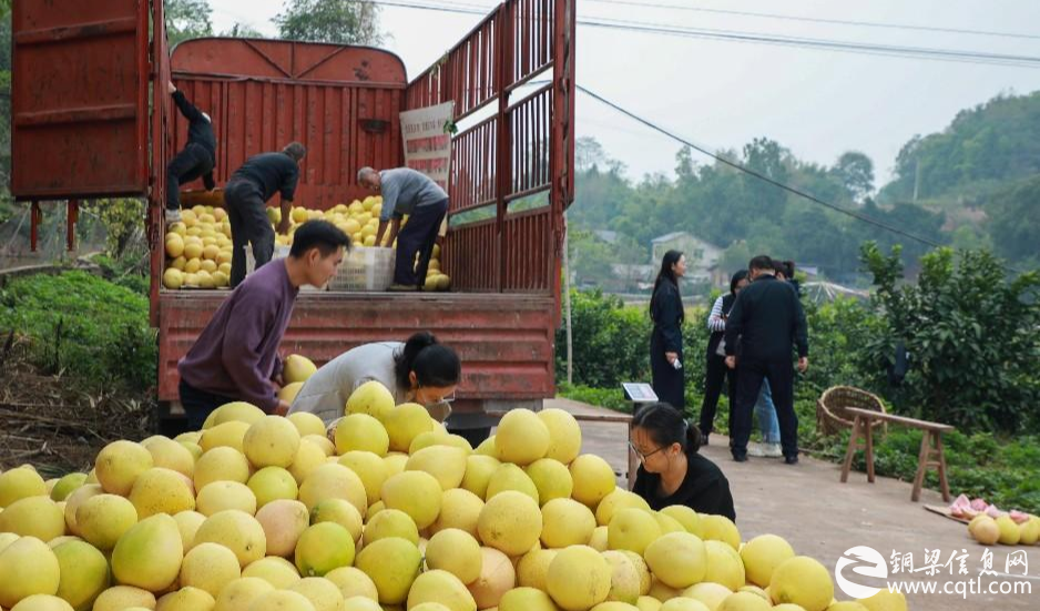 铜梁平滩：启动“2024年龙柚文化节”