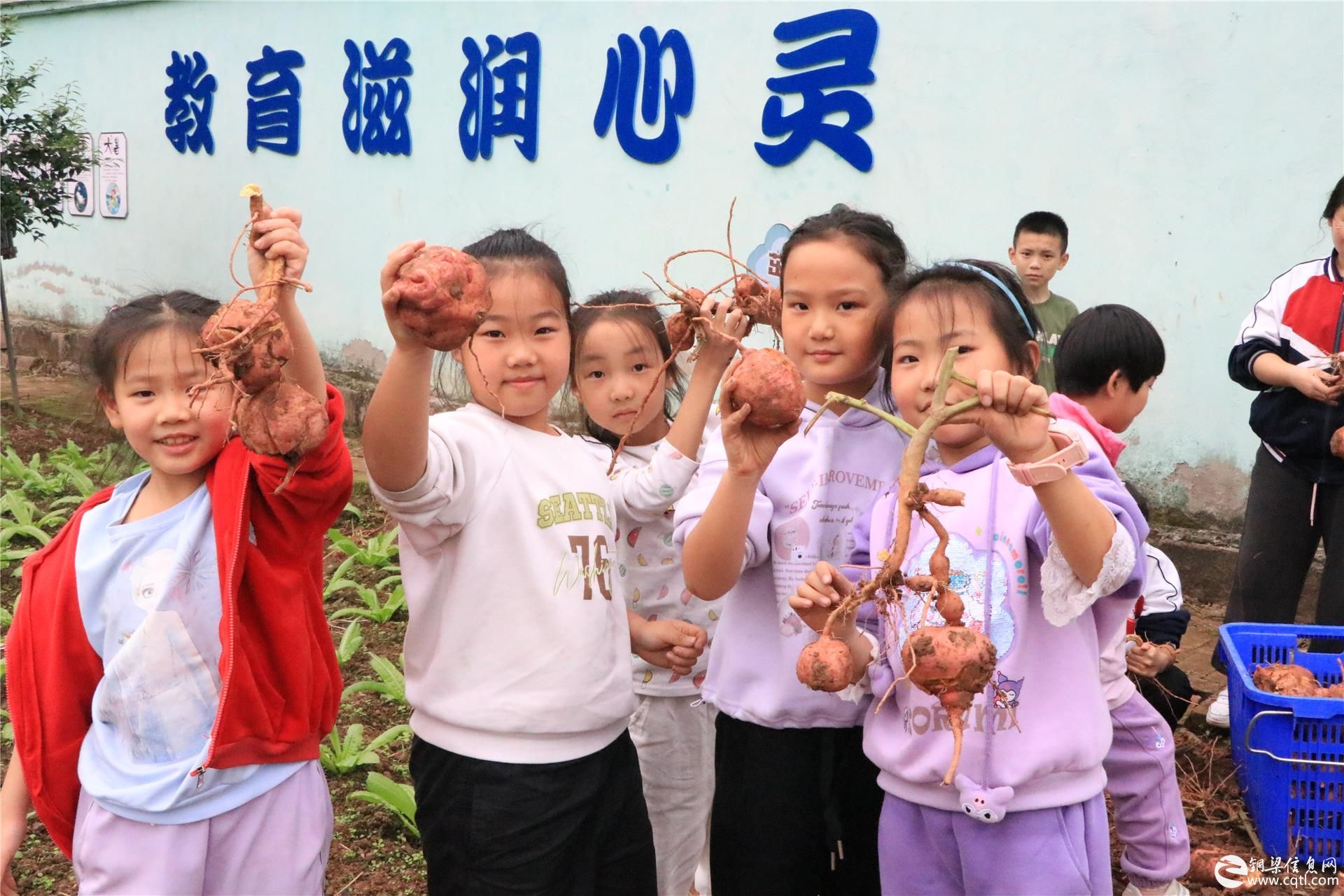 铜梁区白羊小学：开展挖红薯劳动实践活动