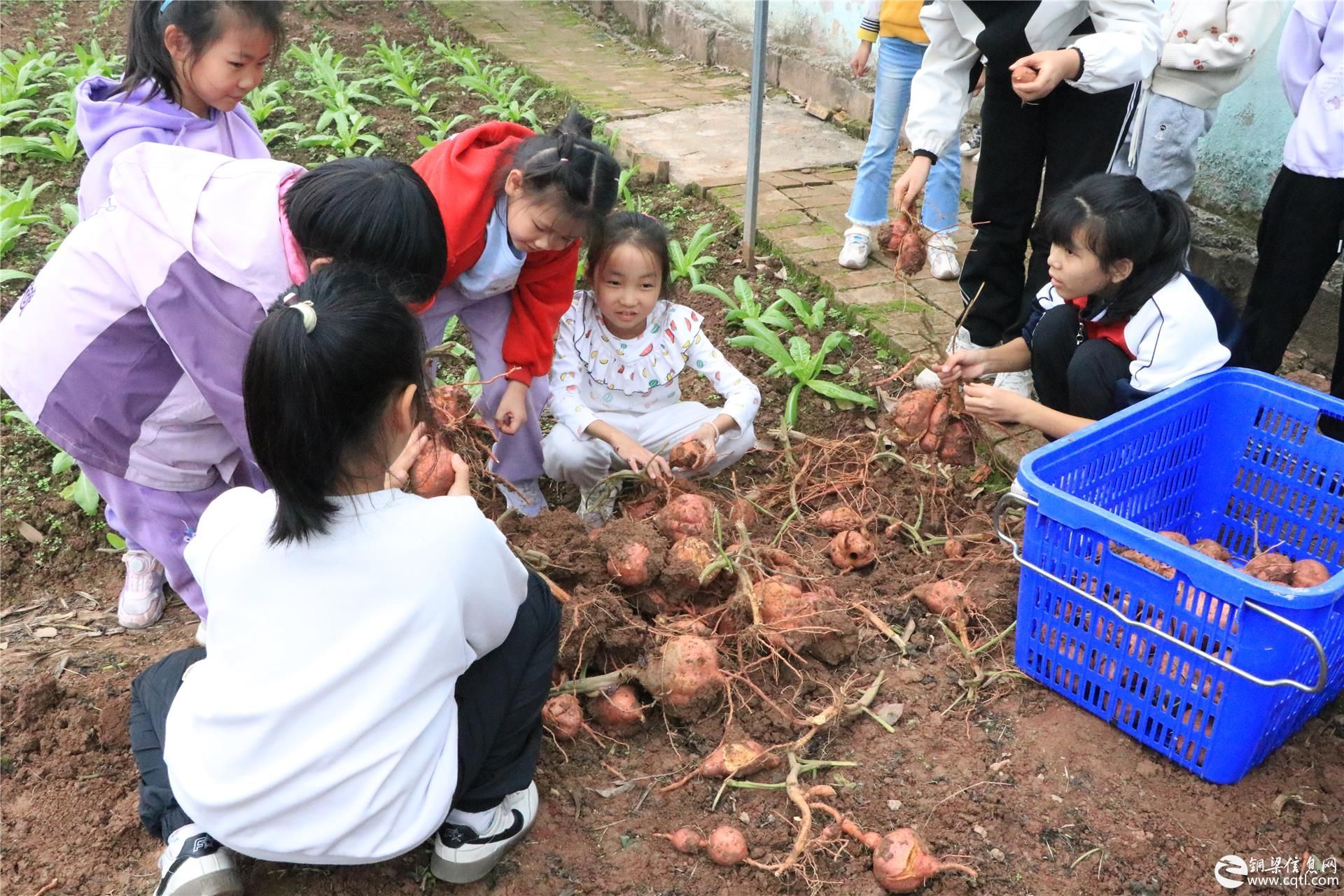 铜梁区白羊小学：开展挖红薯劳动实践活动