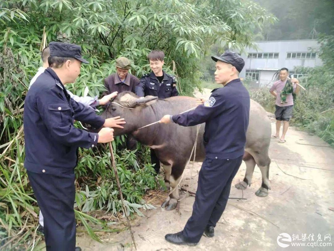 铜警快讯丨群众耕牛丢失 民警倾力寻回