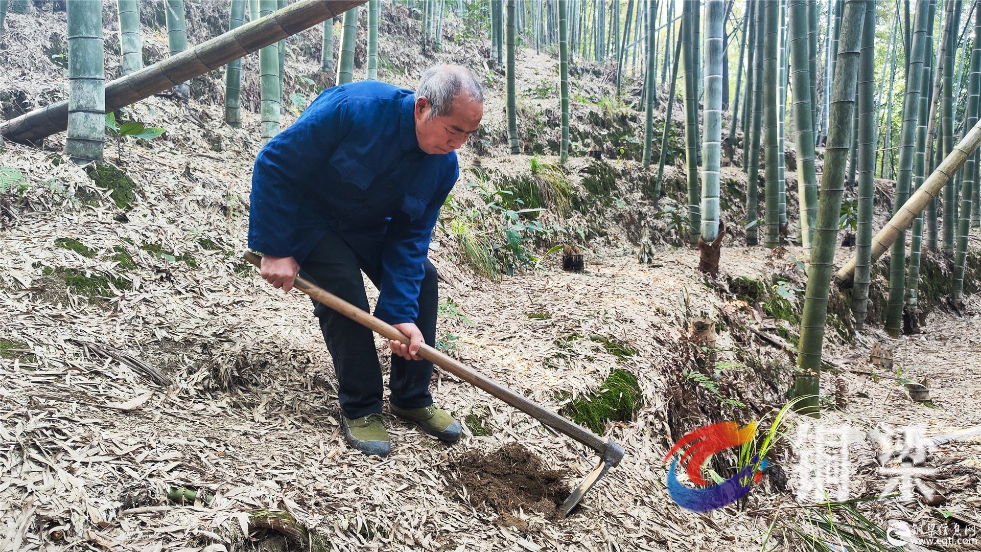 铜梁永嘉：小竹笋“破”出致富路 助力乡村振兴