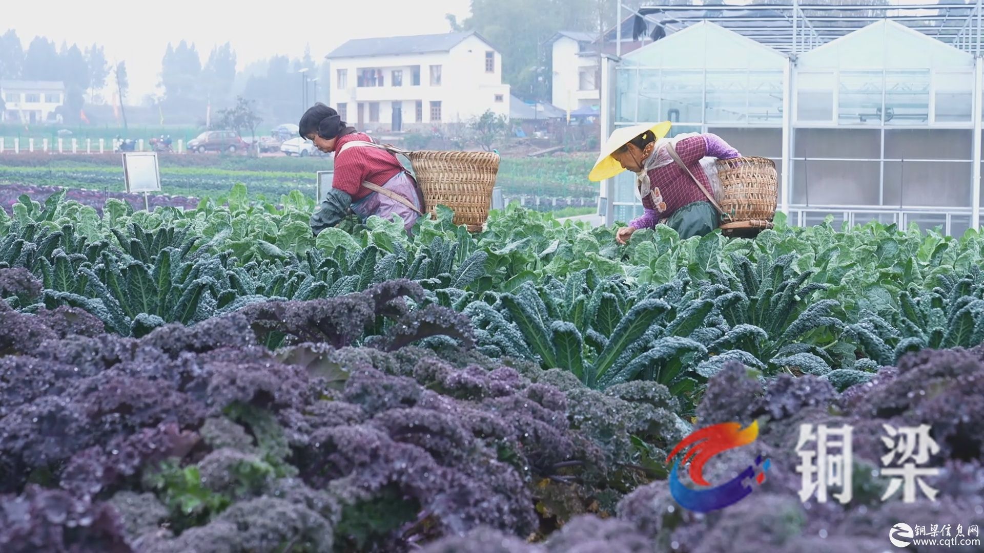 铜梁：300余种甘蓝大量上市