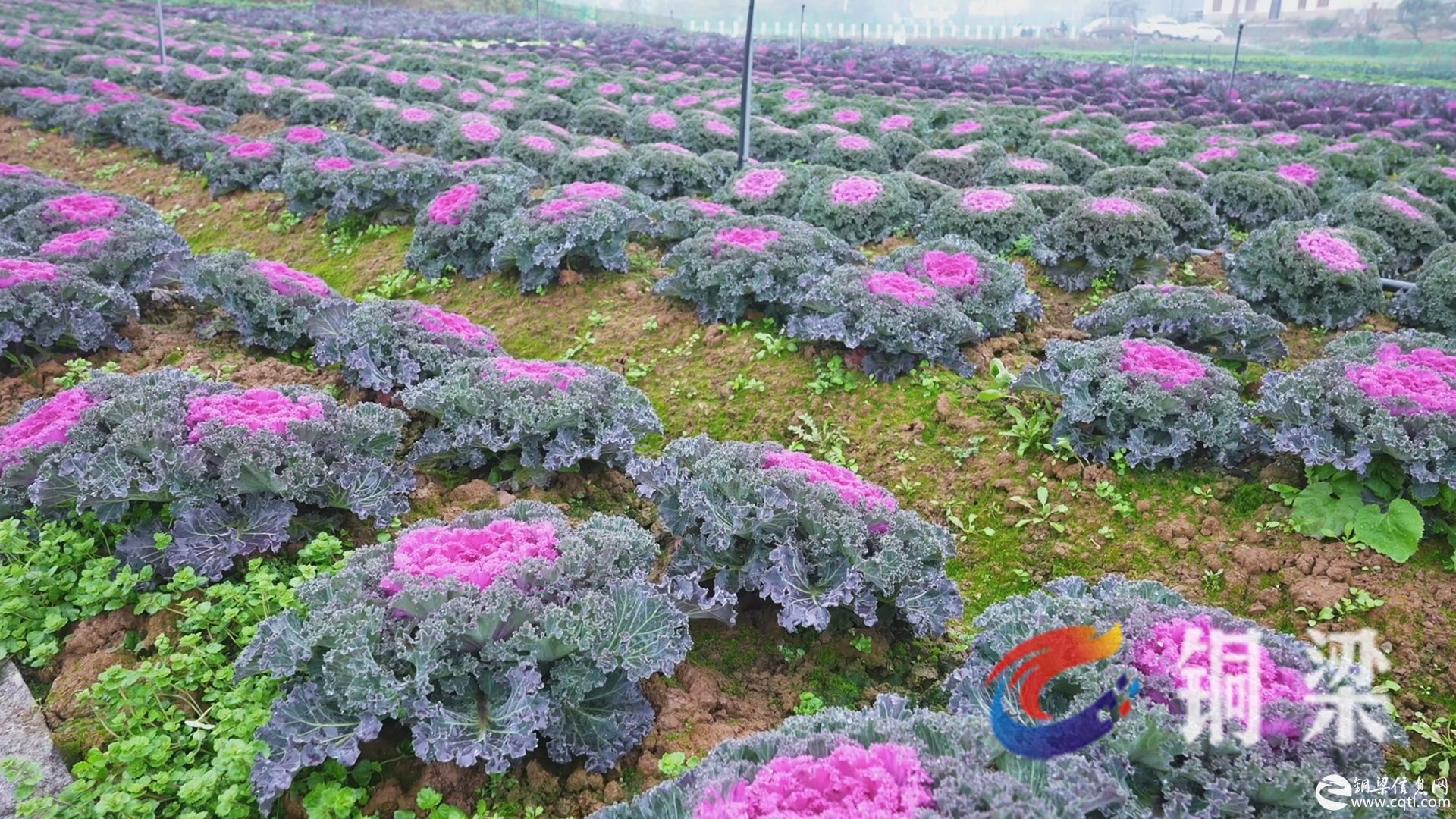 铜梁：300余种甘蓝大量上市