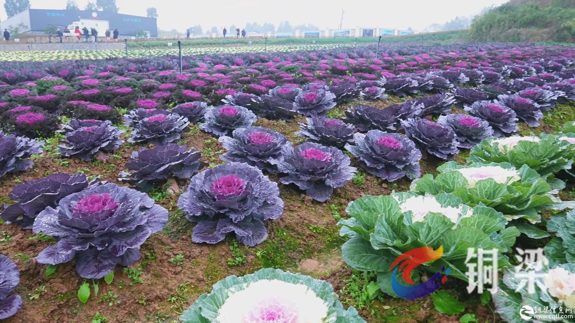 铜梁：300余种甘蓝大量上市